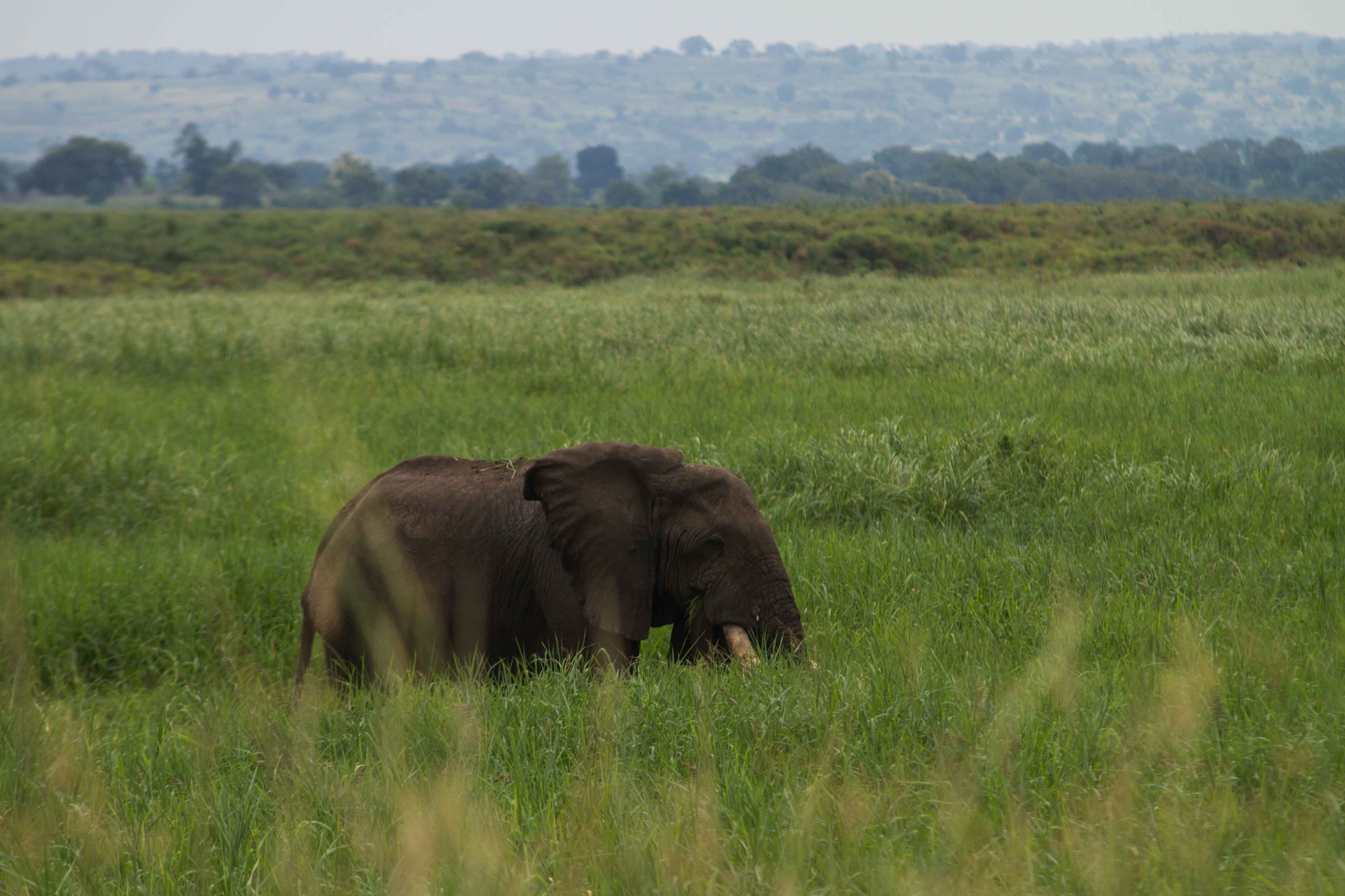 elephant Uganda